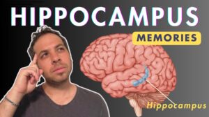 Hippocampus